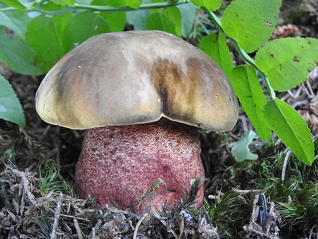 hríb zrnitohlúbikový Sutorius luridiformis (Rostk.) G. Wu & Zhu L. Yang