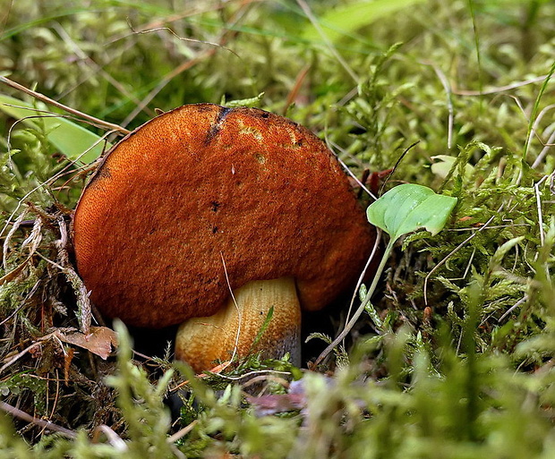 hríb zrnitohlúbikový Sutorius luridiformis (Rostk.) G. Wu & Zhu L. Yang