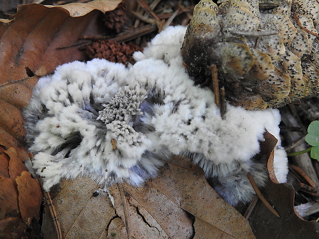 plesňovka belavohnedá Thelephora penicillata (Pers.) Fr.