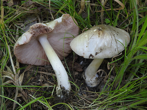 pošvovec menší Volvariella caesiotincta P.D. Orton