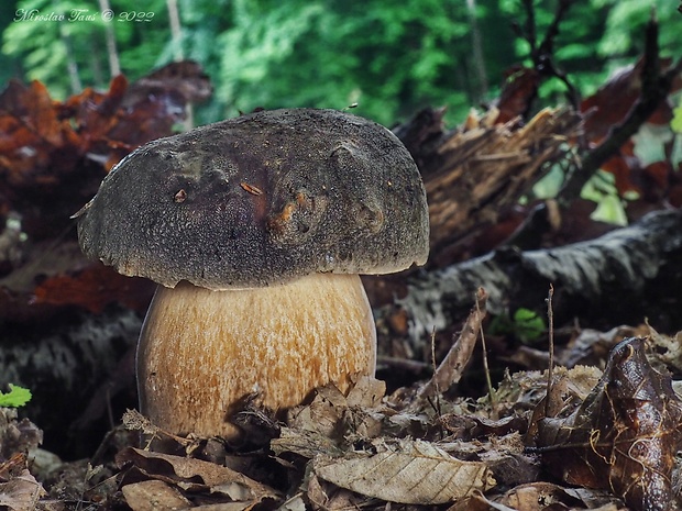 hríb bronzový Boletus aereus Bull. ex Fr.