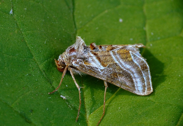 mora pľúcniková Euchalcia modestoides