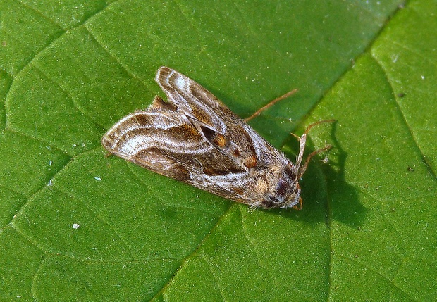 mora pľúcniková Euchalcia modestoides