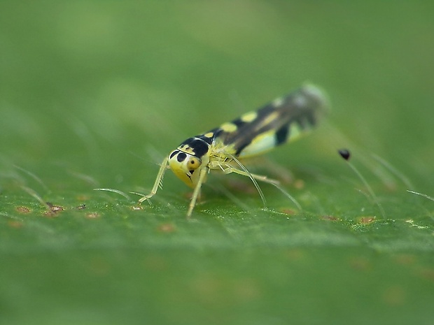 cikádočka Eupteryx aurata