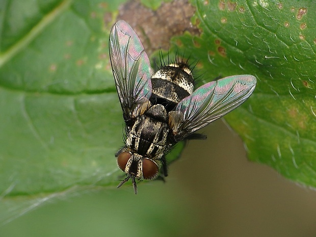 bystruša Nemorilla floralis (Fallén, 1810)