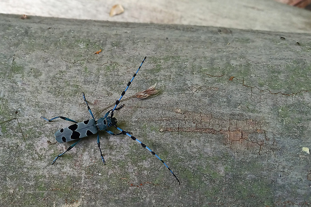 fúzač alpský  Rosalia alpina