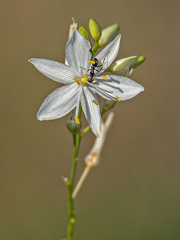 jagavka konáristá Anthericum ramosum L.