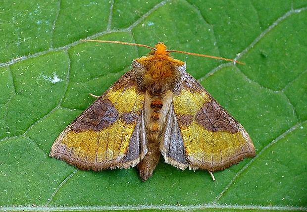 mora Tuttova Diachrysia stenochrysis