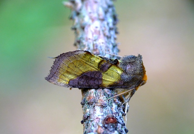 mora Tuttova Diachrysia stenochrysis