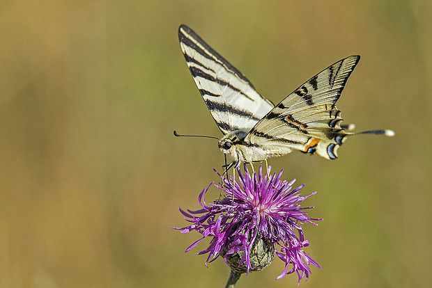 vidlochvost ovocný  Iphiclides podalirius