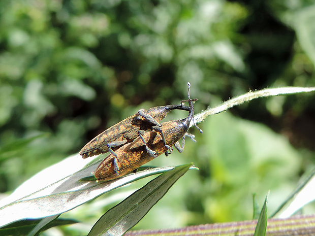 dlhánik / rýhonosec Lixus fasciculatus Boheman, 1836