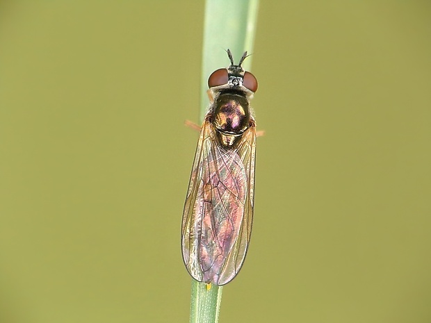 pestrica Melanostoma mellinum (Linnaeus, 1758)