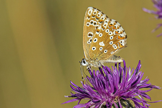 modráčik vikový Polyommatus coridon