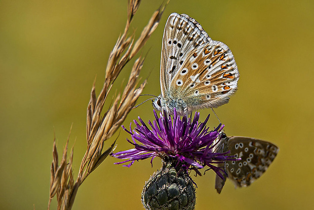 modráčik vikový Polyommatus coridon