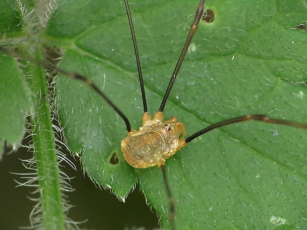 kosec okatý Rilaena triangularis