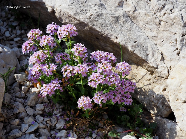 peniažtek Thlaspi rotundifolium (L.) Gaudin