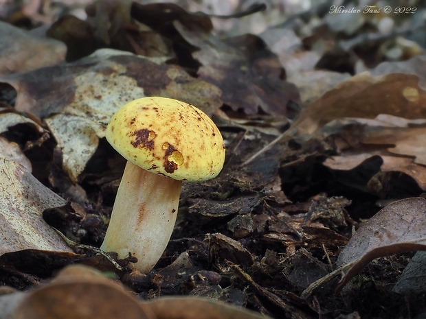 suchohríb plstnatý Xerocomus subtomentosus L.