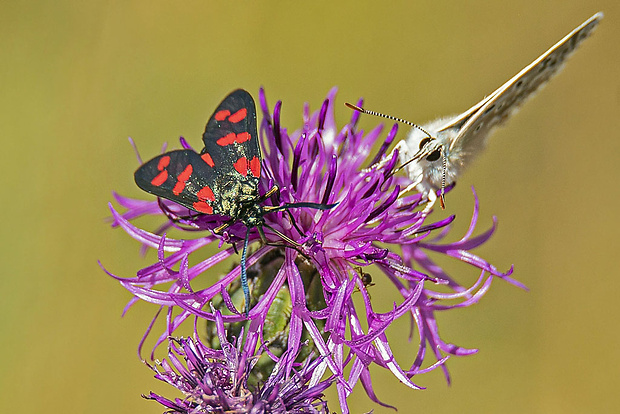 vretienka obyčajná Zygaena filipendulae