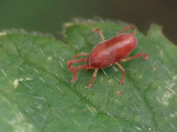 roztoč Allothrombium sp.