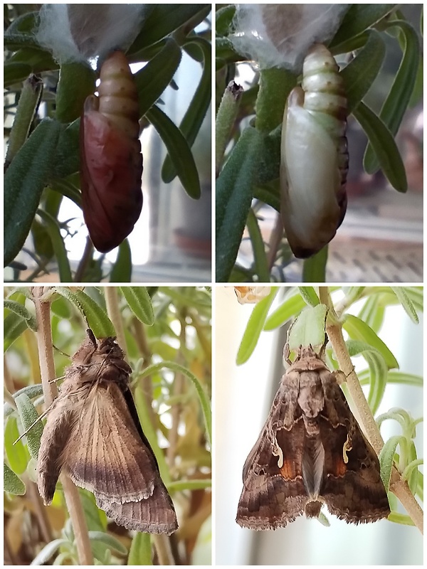 mora gama Autographa gamma