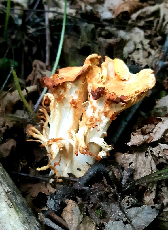 kuriatko bledé Cantharellus pallens Pilát