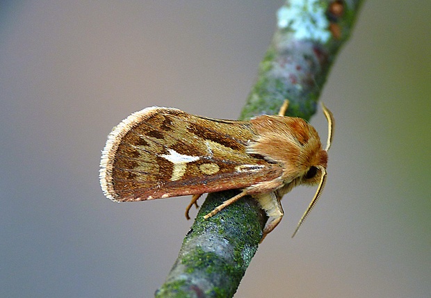 mora lúčna Cerapteryx graminis