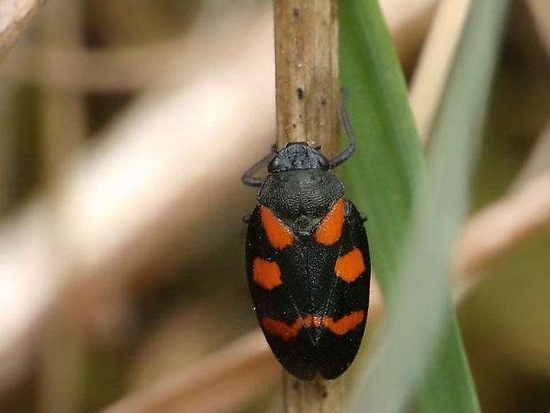 peniarka nížinná Cercopis sanguinolenta