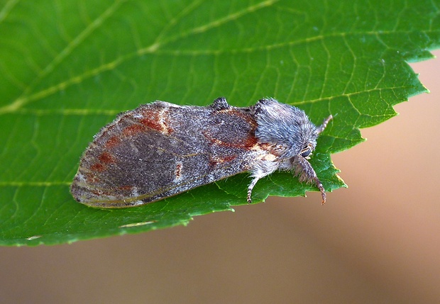 chochlatka jelšová Notodonta dromedarius