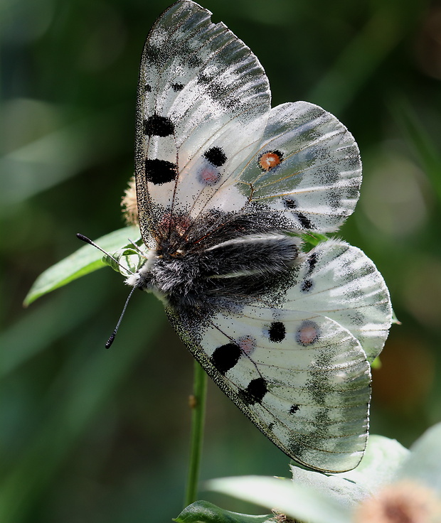 jasoň červenooký  Parnassius apollo