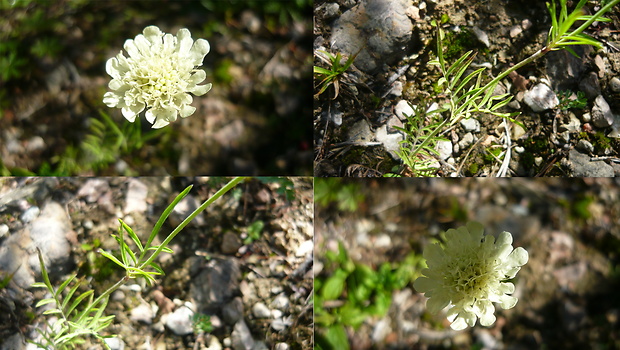 hlaváč žltkastý Scabiosa ochroleuca L.