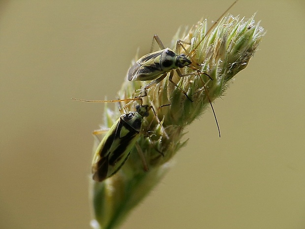 bzdôška Stenotus binotatus