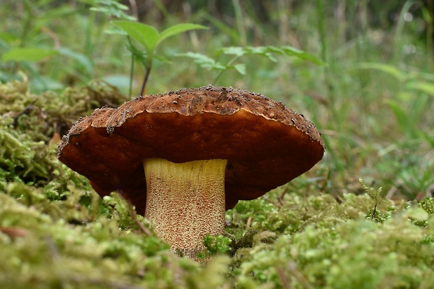 hríb zrnitohlúbikový Sutorius luridiformis (Rostk.) G. Wu & Zhu L. Yang