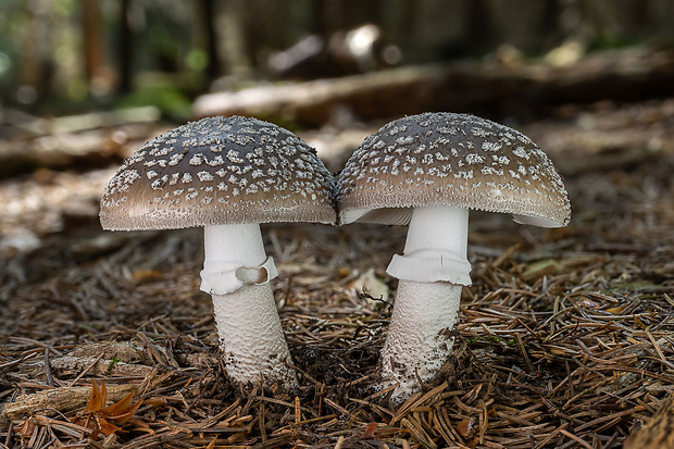 muchotrávka hrubá Amanita excelsa (Fr.) Bertill.