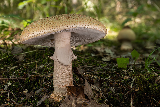 muchotrávka červenkastá Amanita rubescens Pers.