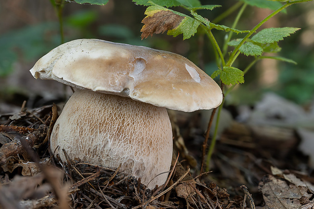 hríb smrekový Boletus edulis Bull.