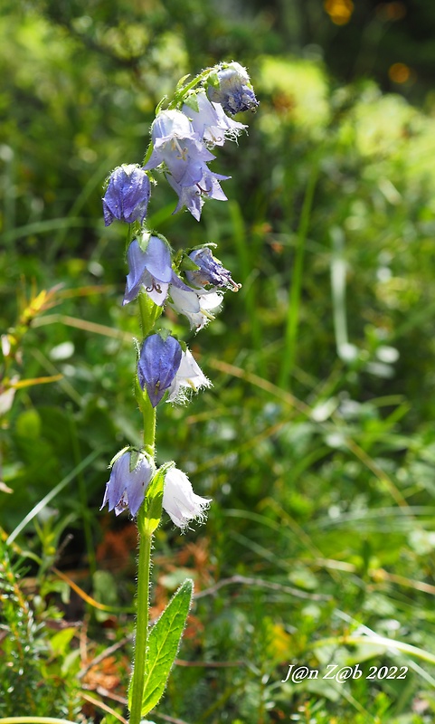 zvonček bradatý Campanula barbata L.