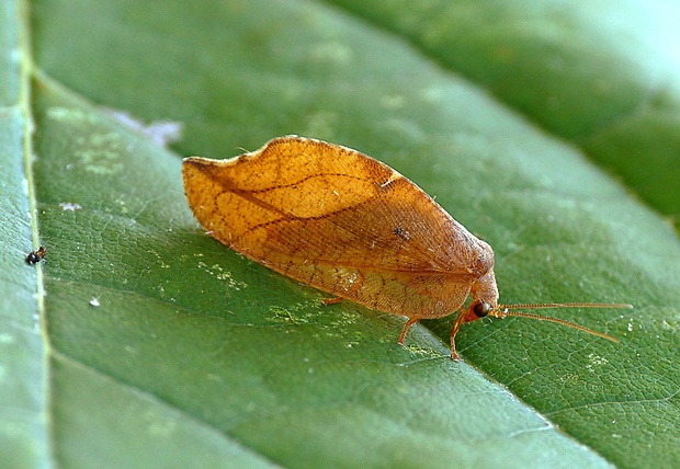 voškovec listový Drepanepteryx phalaenoides