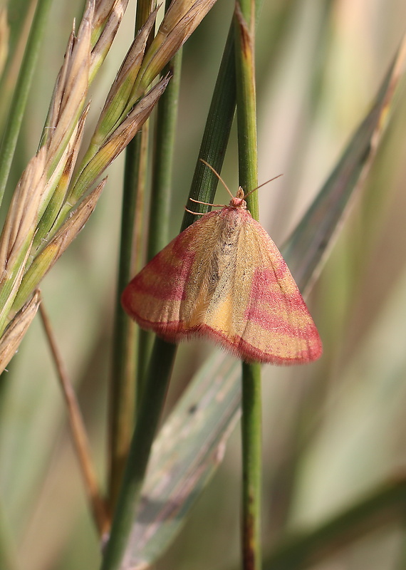 piadivka purpurová  Lythria purpuraria