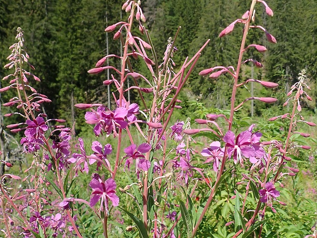 kyprina úzkolista  Lythrum salicaria L.