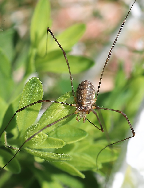 kosec domovy? Opilio parietinus?