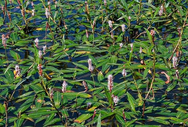 horčiak obojživelný Persicaria amphibia (L.) Delarbre