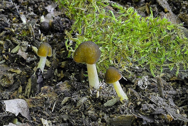 štítovka škoricovohnedá Pluteus chrysophaeus (Schaeff.) Quél.