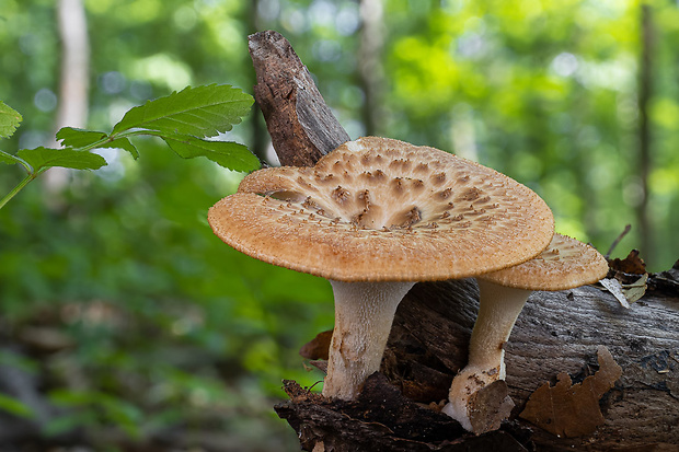 trúdnik hľuzovitý Polyporus tuberaster (Jacq. ex Pers.) Fr.