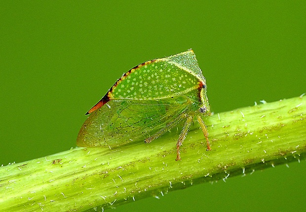 tŕňovka býčia Stictocephala bisonia