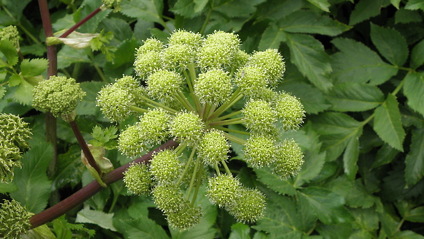 archangelika lekárska Archangelica officinalis Hoffm.