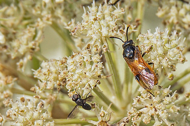 piliaročka a bystruša Arge cyanocrocea & Catharosia pygmaea  (Fallén, 1815)