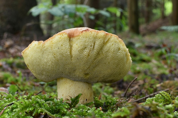 hríb horský Butyriboletus subappendiculatus (Dermek, Lazebn. & J. Veselský) D. Arora & J.L. Frank