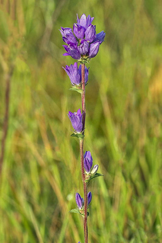 zvonček klbkatý Campanula glomerata agg. L.