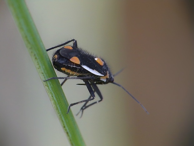 bzdôška  Capsodes gothicus (Linnaeus, 1758)