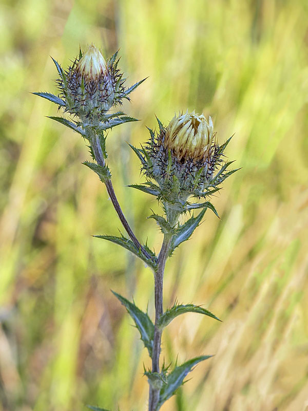 krasovlas obyčajný Carlina vulgaris L.